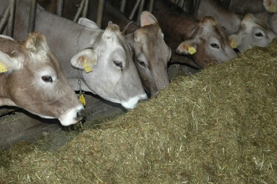 Braunvieh am Fressen im Stall