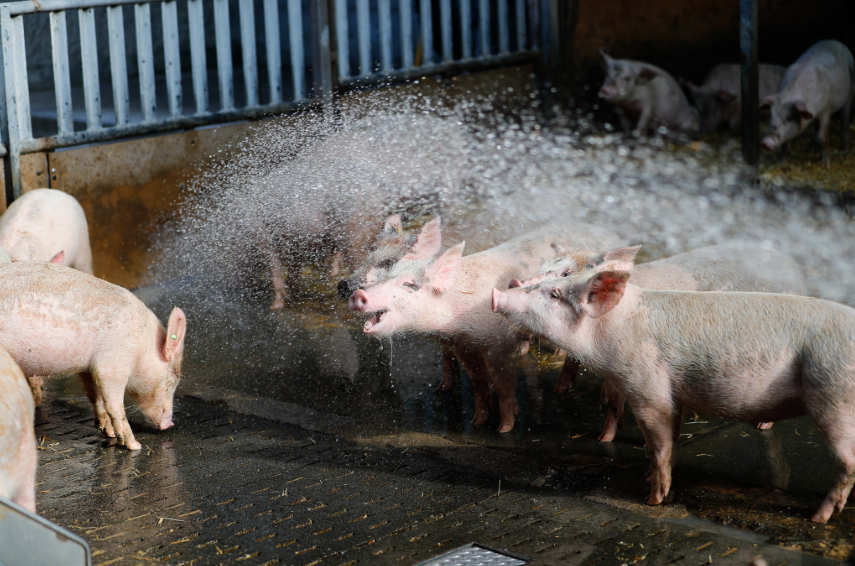 Schweine; hitzestress; kühlung