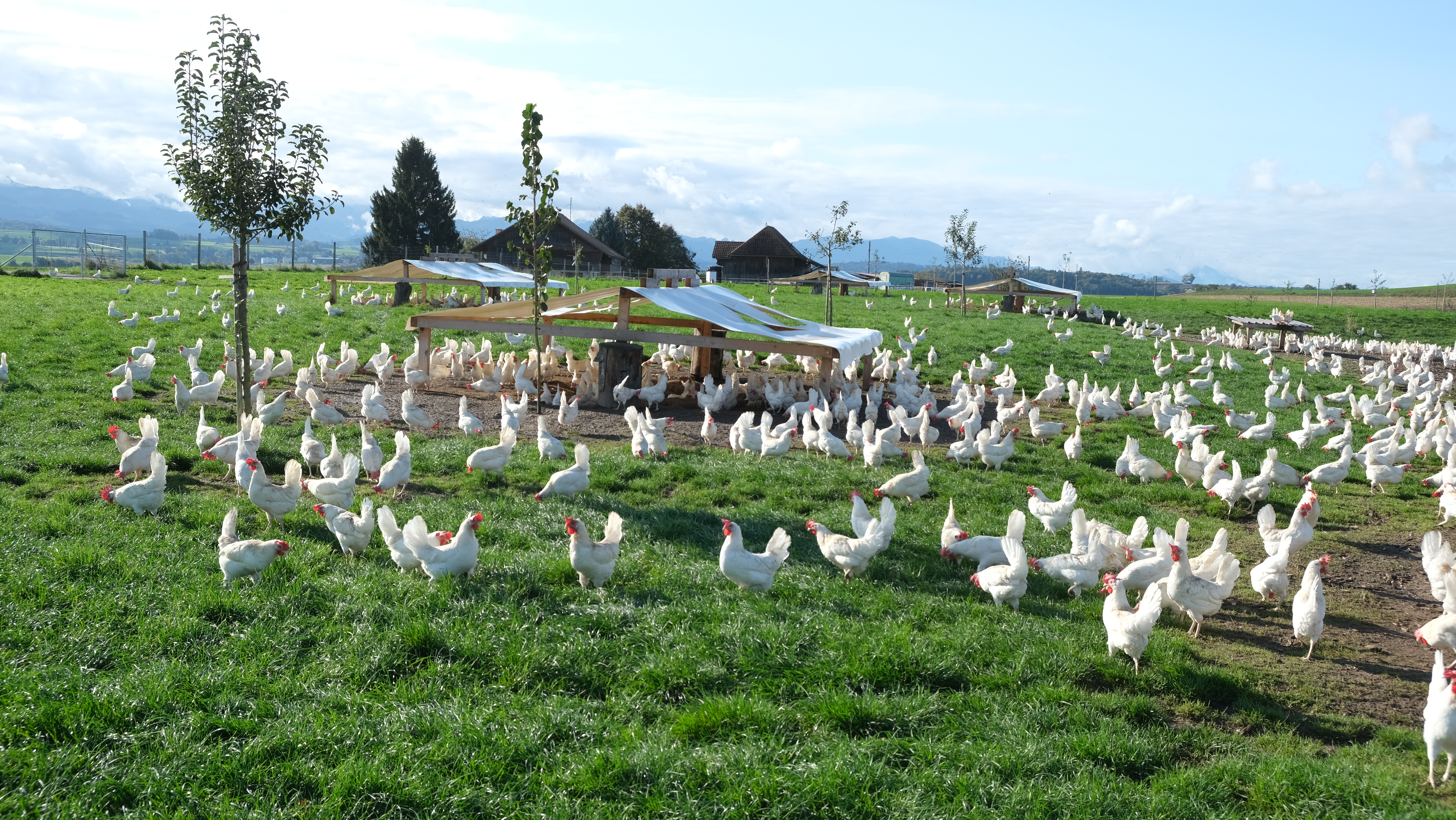 Pouletmast, Hühner