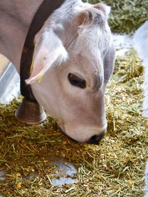 Animash Junior von Kalb gefressen