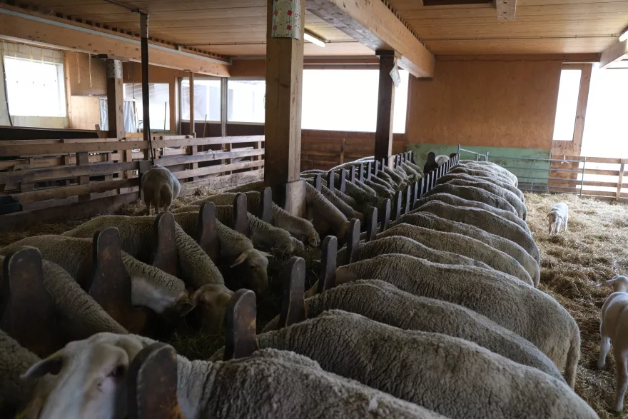 Fütterung Schafe