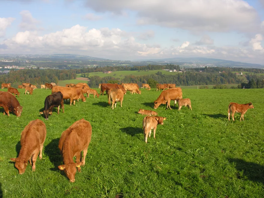 Mutterkuhherde auf der Weide