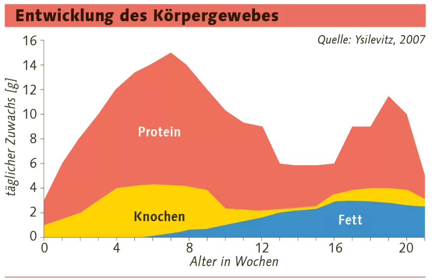 Entwicklung Körpergewebes Kücken