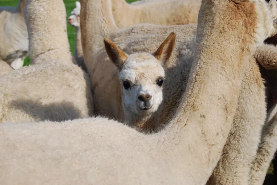 Lamas und Alpakas