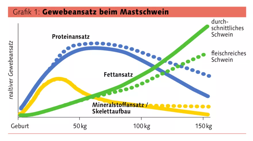 Gewebeansatz bei Mastschweinen