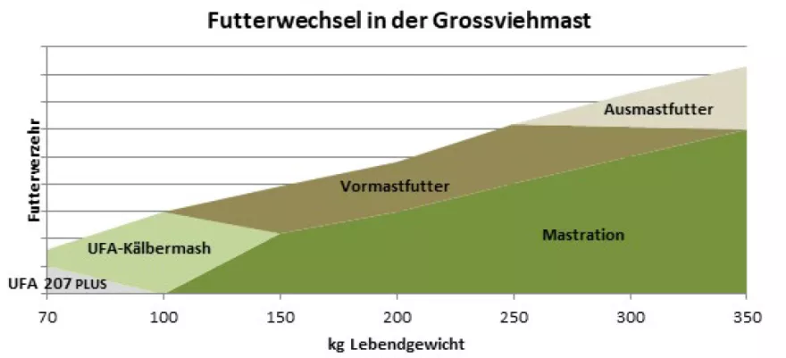 Fütterung Grossviehmast