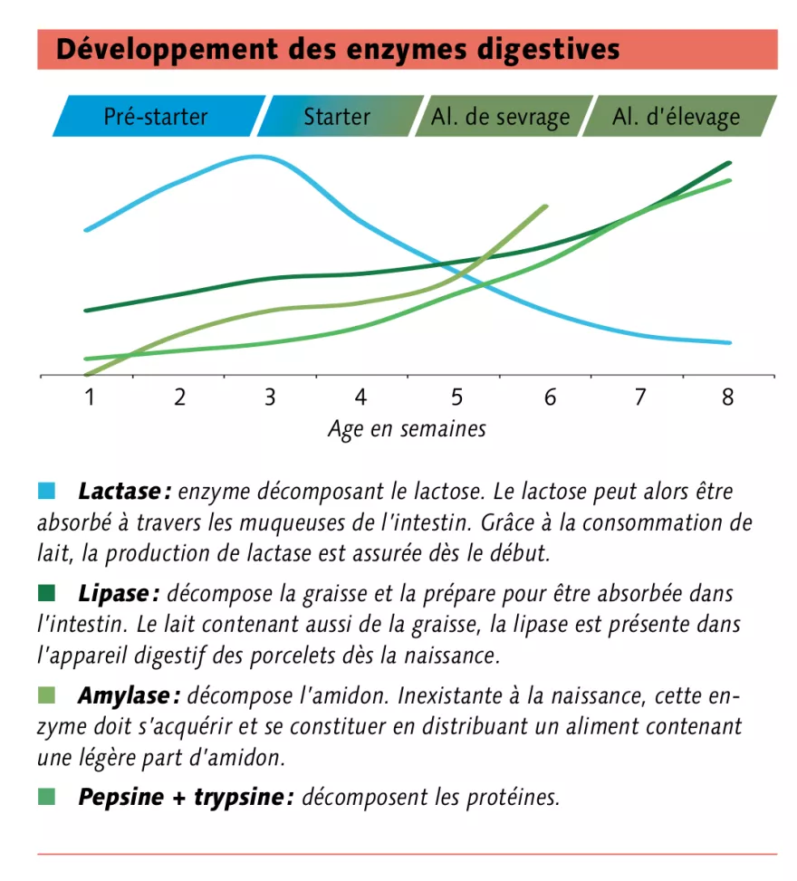 Grafik Entwicklung Verdauungsenzyme Schweine FR