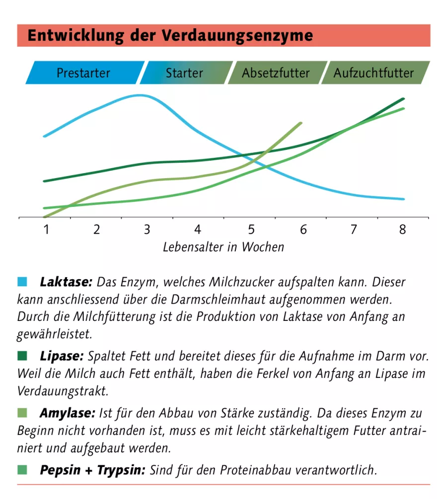 Grafik Entwicklung Verdauungsenzyme Schweine