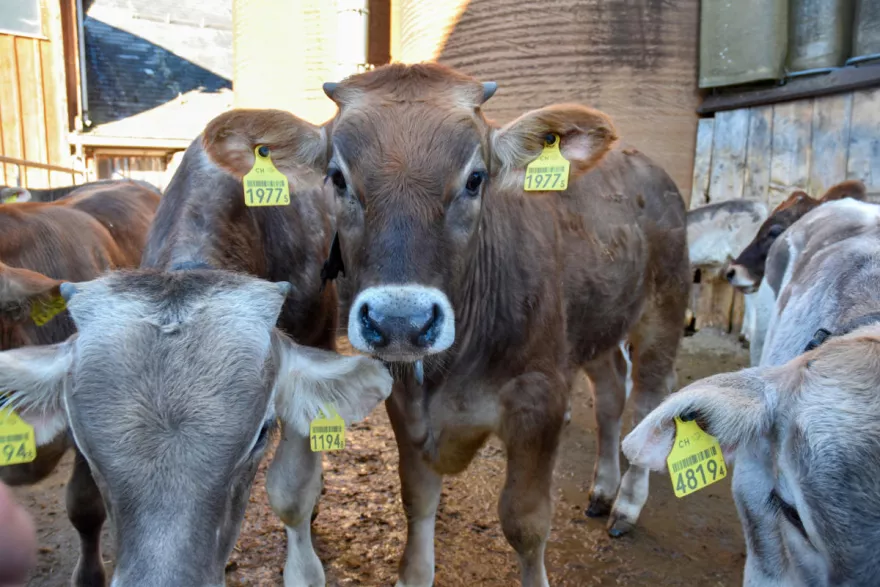 Kälbermast Kalb im Auslauf