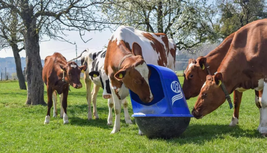 Kühe auf weide mit Mineralstoffbehälter