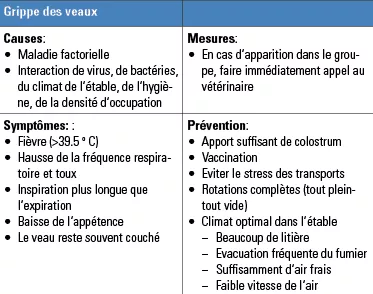 Maladies_Grippe des veaux