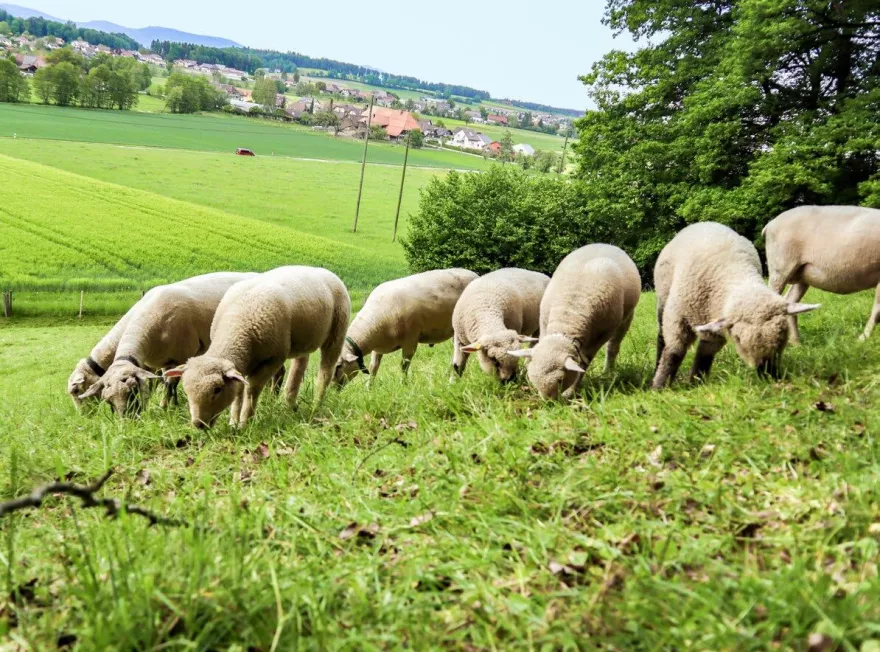 Mastlämmer auf der Weide