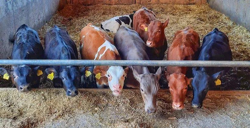 Masttiere auf dem Betrieb Schmid in Ramsen