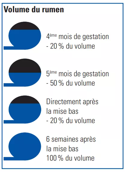 Pansenvolumen FR