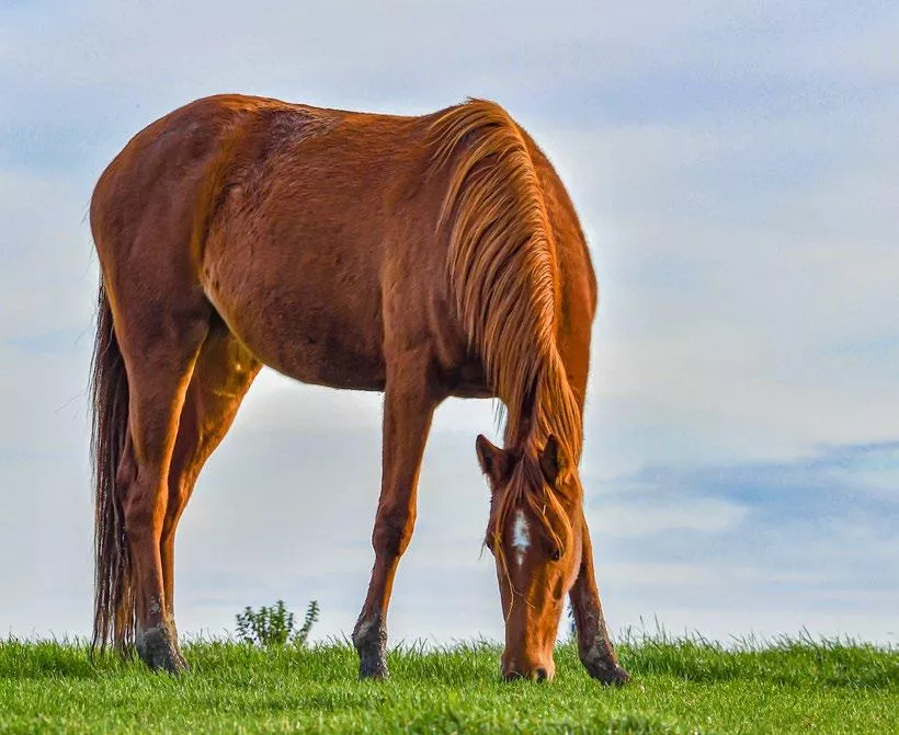 Pferd