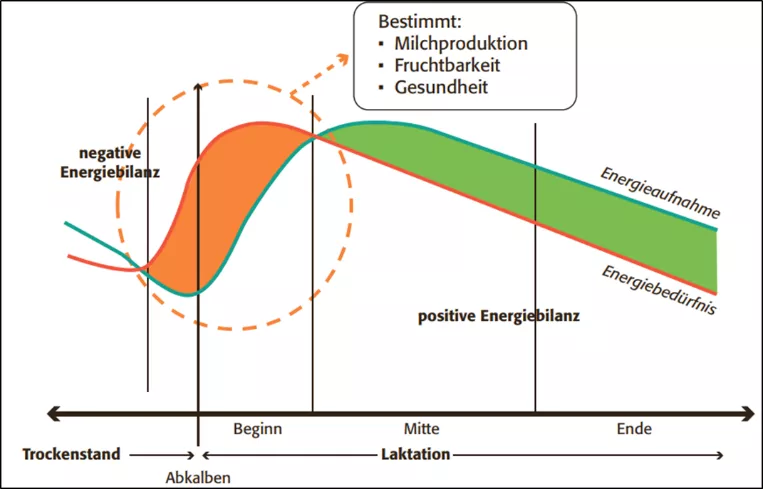 Problem der negativen Energiebilanz zu Beginn der Laktation