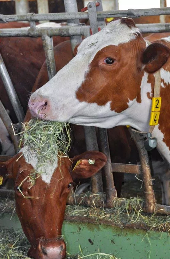 Rote mit Raufutter im Mund