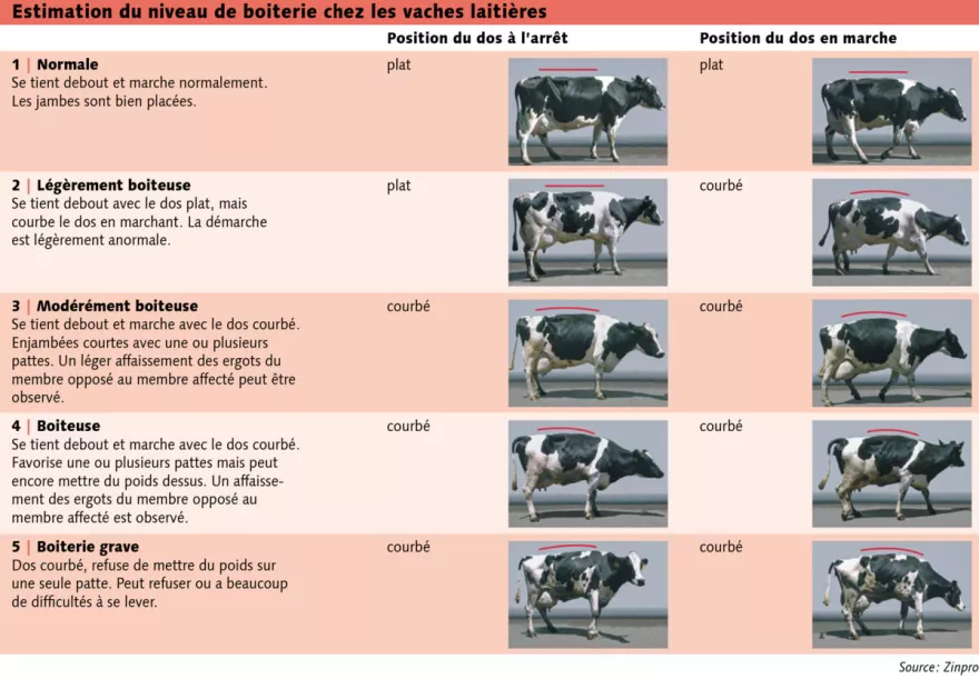 Tabelle Lahmheitsbewertung bei Kühen FR
