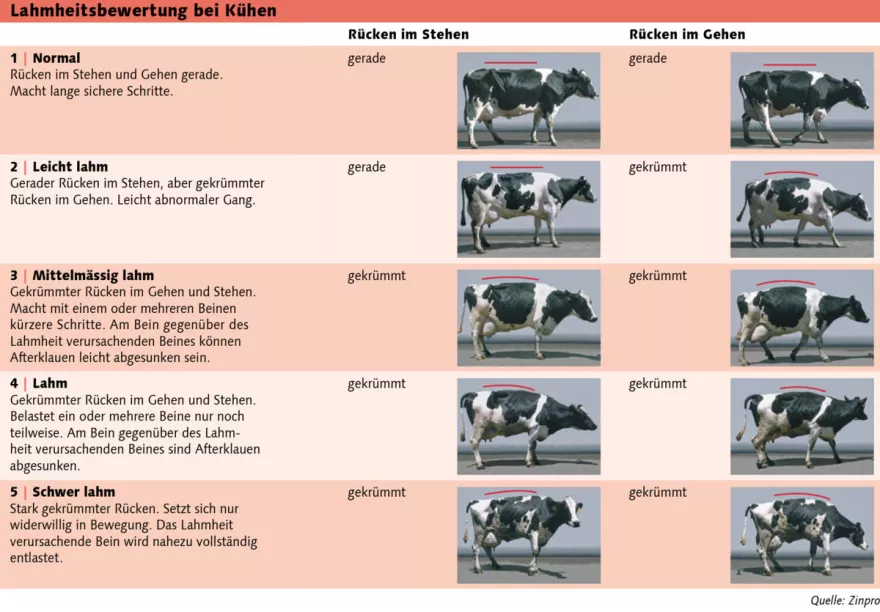Tabelle Lahmheitsbewertung bei Kühen
