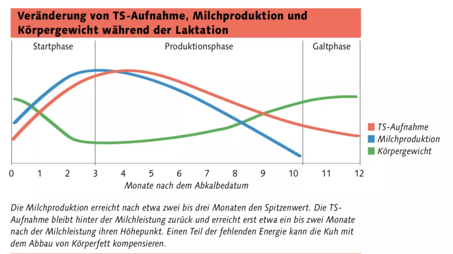 Veränderung während Laktation