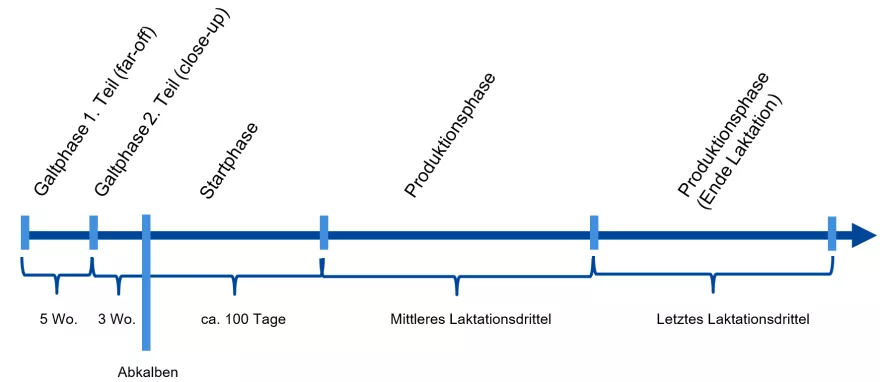 Milchviehfütterung in Phasen