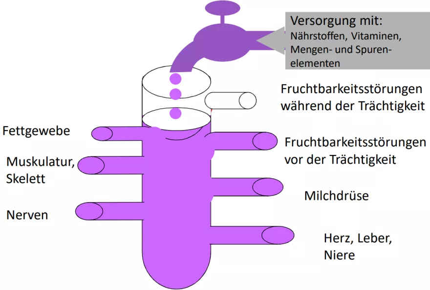 Prioritäten der Versorgung mit Mineralstoffen