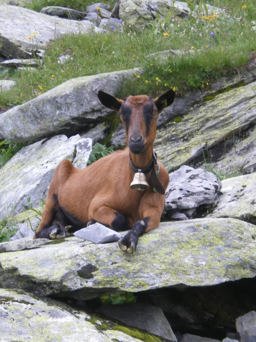 Ziege auf Stein