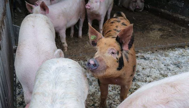 Mastschweine im Auslauf