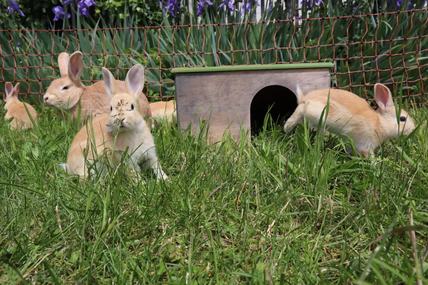 Kaninchen im Gras