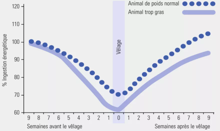 Phase de démarrage