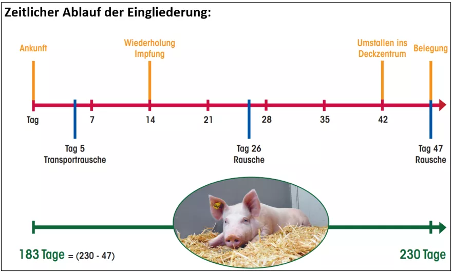 Zeitlicher Ablauf der Eingliederung