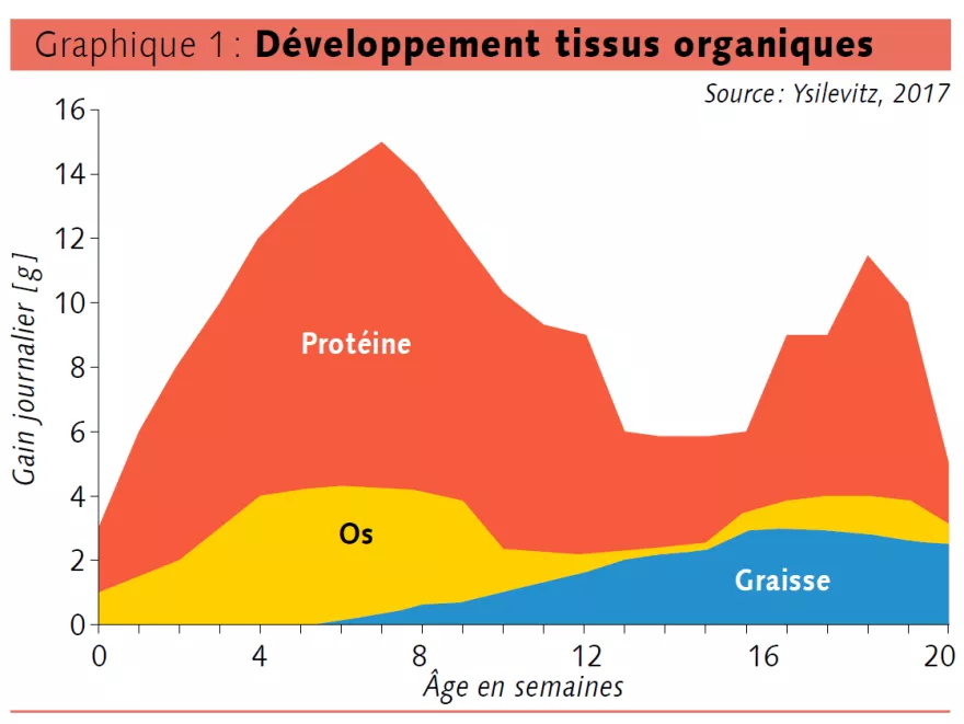 développement tissus organiques