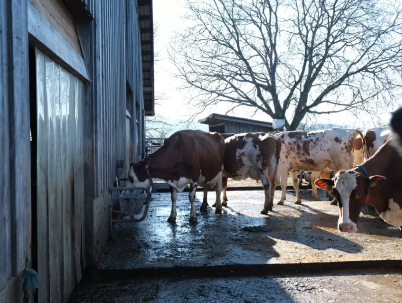 UHS-Tagung 2023; Kühe auf Laufhof