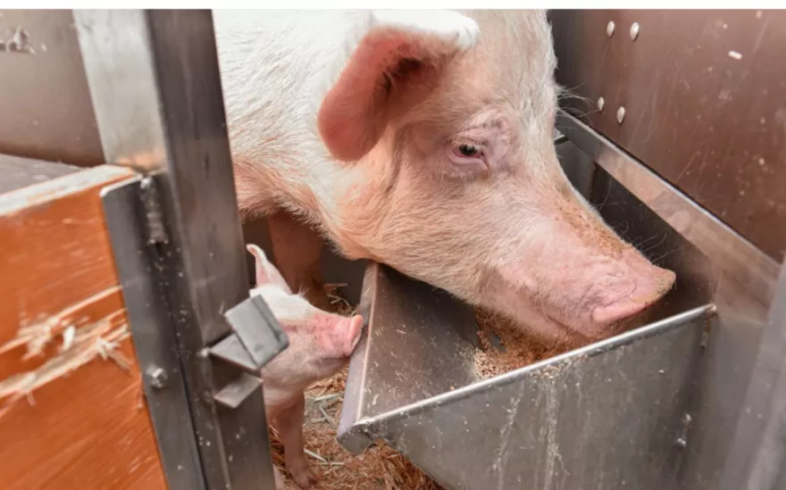 Fütterung Muttersau; Zuchtsau; Ferkel