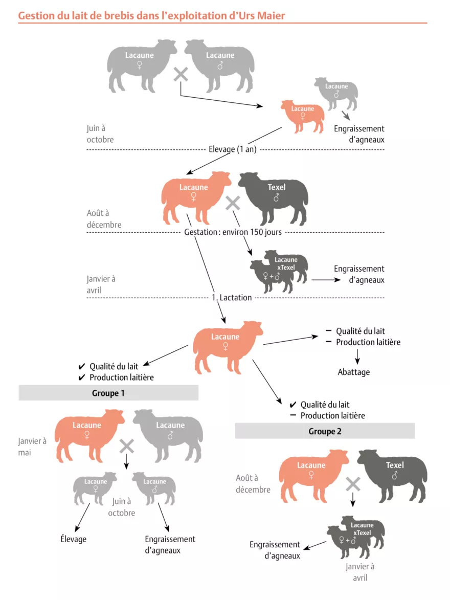 Gestion du lait de brebis, UFA-Revue