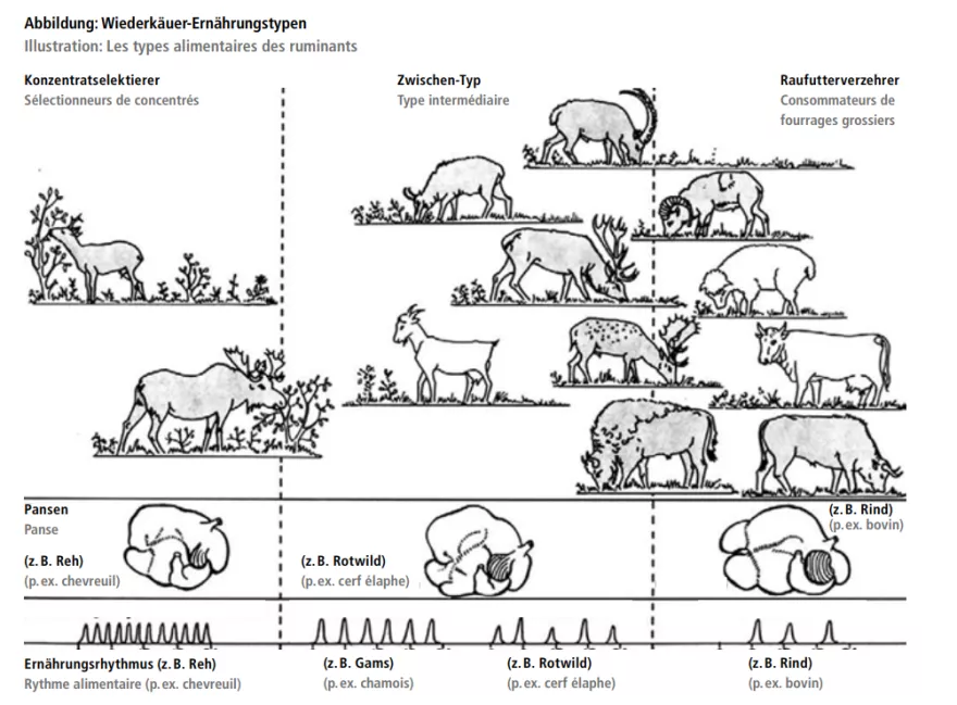 Abbildung: Wiederkäuer-Ernährungstypen