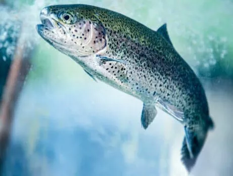Fisch