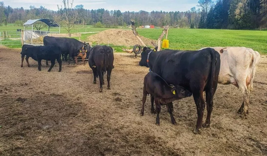 Muttergebundene Kälberaufzucht