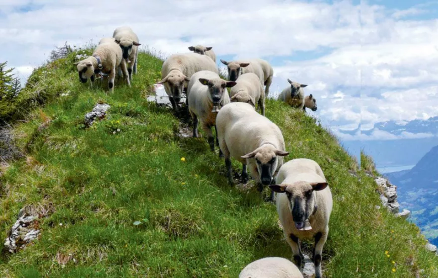 Nicht jedes Lamm passt auf jede Alp