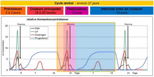 Brunstzyklus Cycle oestral