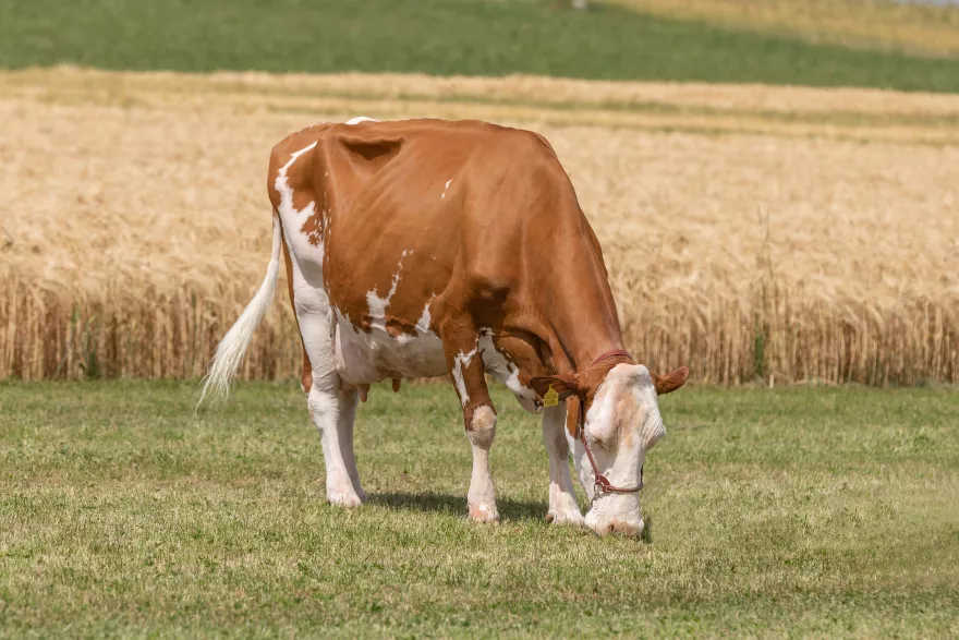 Kristall Mineralsalzaktion Frühling 2025