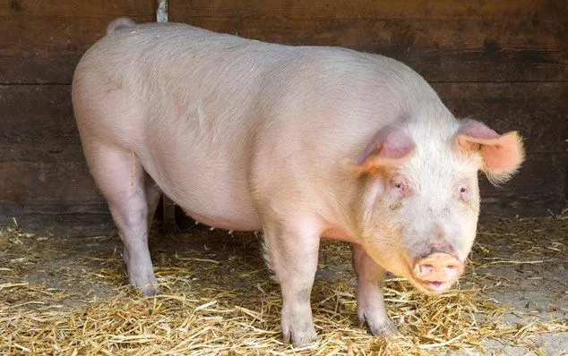 Schwein
