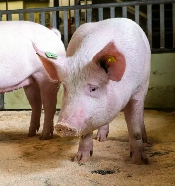 2 Schwein