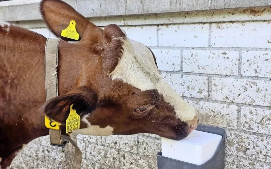 Warum Salz für Rinder mehr ist als nur ein Stein