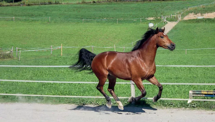 Mineralstoffversorgung beim Pferd