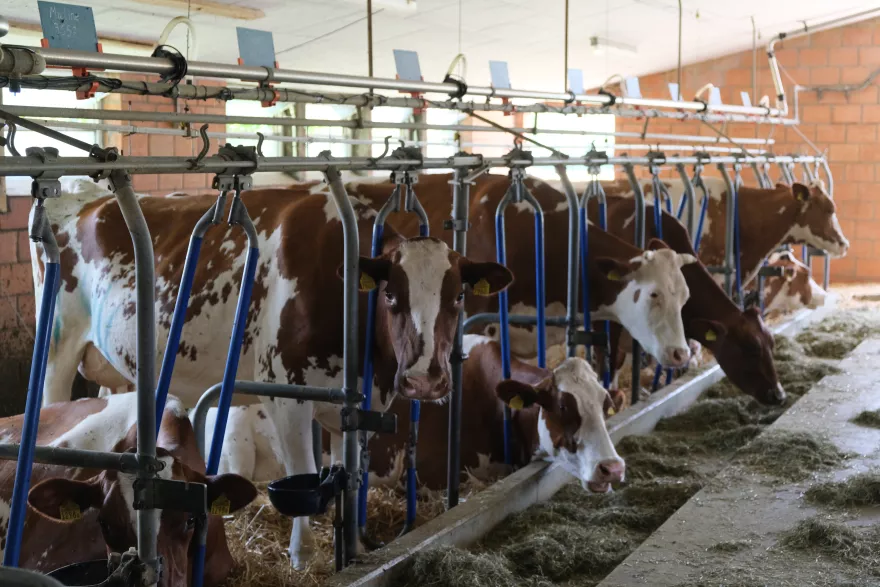 Sorgfältige Kälberfütterung