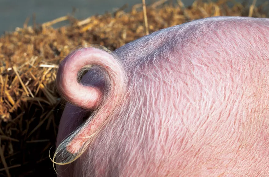 Ringelschwanz, Schwein