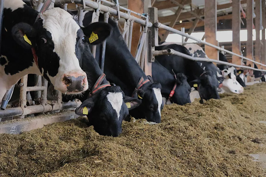 Milchviehfutteraktion Winter 2026