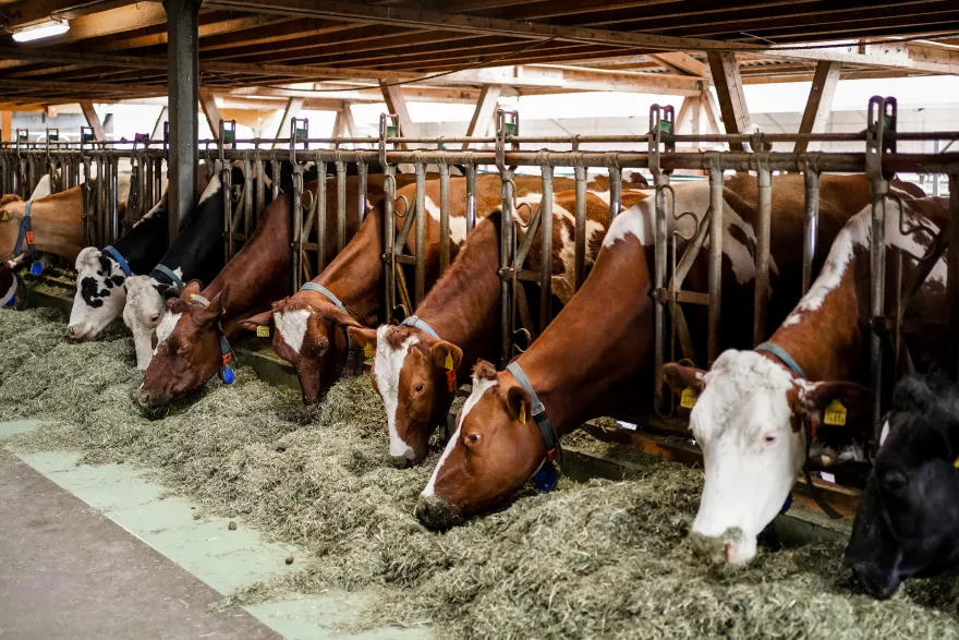 Raufutterergänzungsfutter 2026