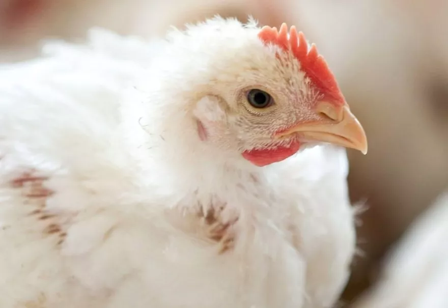 Huhn, Henne, Legehenne, Zuchthenne